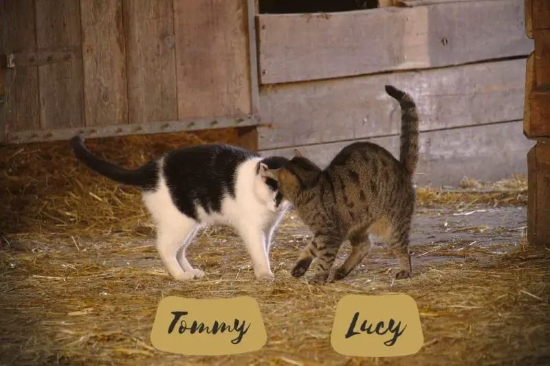 Tommy und Lucy